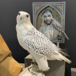 SHEIKH ZAYED WITH A FALCON