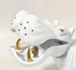 HIPPO (White)